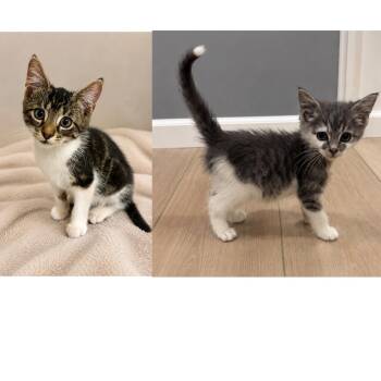 Hickory and Cypress (bonded) -  Domestic Short Hair Cat for Adoption in Lemoyne, Pennsylvania - Hickory And Cypress (bonded) | PetCurious
