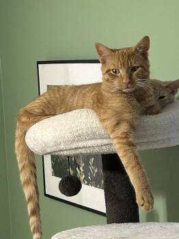 Honeycrisp -  Domestic Short Hair Cat for Adoption in Albany, New York - Honeycrisp | PetCurious
