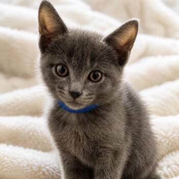 Taco -  Russian Blue and Domestic Short Hair Cat for Adoption in Inman, South Carolina - Taco | PetCurious