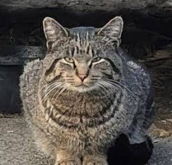 Rescue Tabby Cats for Adoption - Lenny SP 1122 | PetCurious