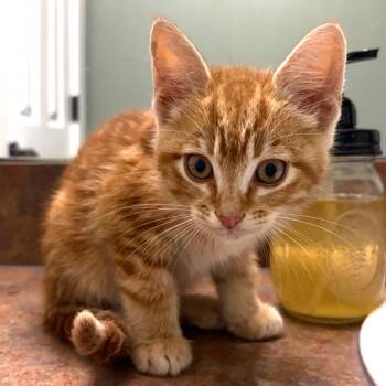 Domestic Short Hair Cats Available for Adoption in Lewisville, Texas - Mickey Rooney | PetCurious