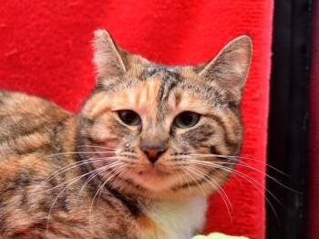 Domestic Short Hair Cats Available for Adoption - Savannah | PetCurious