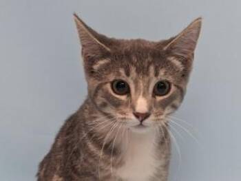Snow Cone -  Domestic Short Hair Cat for Adoption in Golden Valley, Minnesota - Snow Cone | PetCurious