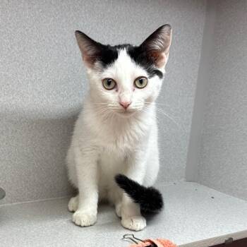 Purse Phone -  Domestic Short Hair Cat for Adoption in Pittsburgh, Pennsylvania - Purse Phone | PetCurious
