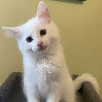 Samo -  Domestic Medium Hair Cat for Adoption in Ottawa, Ontario - Samo | PetCurious