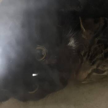 MCchicken -  Domestic Short Hair Cat for Adoption in Philadelphia, Pennsylvania - MCchicken | PetCurious