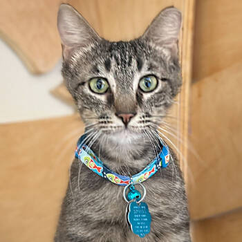 Rescue Domestic Short Hair Cats for Adoption in Port Washington, New York - Dwight | PetCurious