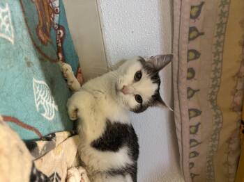 Rescue Domestic Short Hair Cats for Adoption in Reisterstown, Maryland - Squish | PetCurious