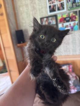 Paprika -  American Shorthair Cat for Adoption in Hagaman, New York - Paprika | PetCurious