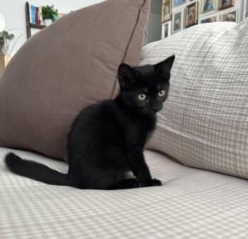 Domestic Short Hair Cats Available for Adoption in Alexandria, Virginia - Janet - KITTEN In Foster | PetCurious