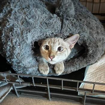 Auto -  Siamese and Domestic Short Hair Cat for Adoption in San Tan Valley, Arizona - Auto | PetCurious
