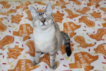 Siamese Cats Available for Adoption in Austin, Texas - Blink | PetCurious