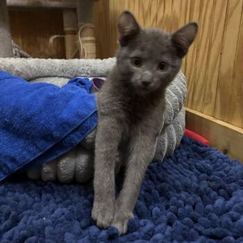 Sir Montgomery -  Russian Blue Cat for Adoption in Oregon, Wisconsin - Sir Montgomery | PetCurious