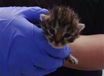 Domestic Short Hair Cats Available for Adoption in Charlotte, North Carolina - WILLARD | PetCurious