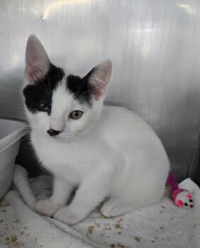 George Jones -  Domestic Short Hair Cat for Adoption in Mount Vernon, Ohio - George Jones | PetCurious