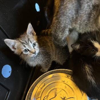 Lake -  Domestic Short Hair Cat for Adoption in Greensboro, North Carolina - Lake | PetCurious