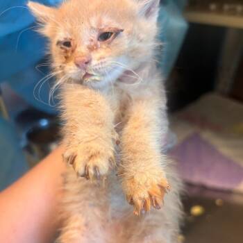 Dolly Gnome -  Domestic Short Hair Cat for Adoption in Norman, Oklahoma - Dolly Gnome | PetCurious