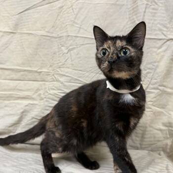 Sodalite -  Domestic Short Hair Cat for Adoption in Lyndhurst, Virginia - Sodalite | PetCurious