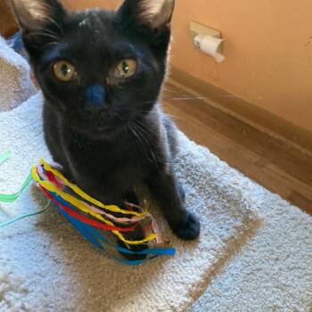 Rescue Domestic Short Hair Cats for Adoption in Port Barrington, Illinois - Jelly Bean | PetCurious