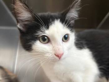 Domestic Short Hair Cats Available for Adoption - Winter | PetCurious