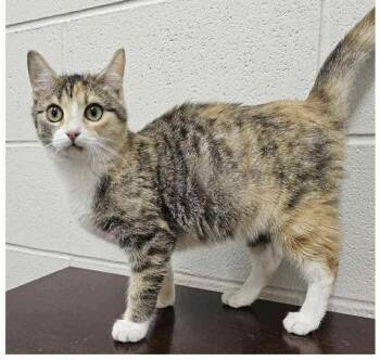 Rescue Domestic Short Hair Cats for Adoption in Virginia Beach, Virginia - Bella | PetCurious