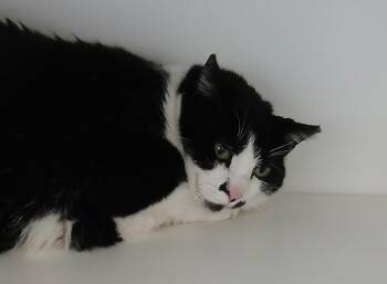 American Shorthair Cats Available for Adoption in Greenfield, Indiana - Lilly | PetCurious