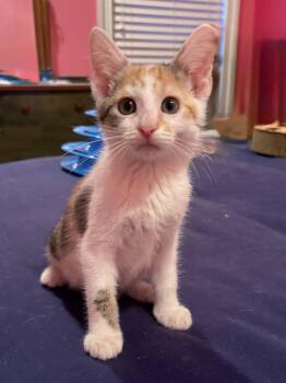 Delilah -  Domestic Short Hair Cat for Adoption in Valdosta, Georgia - Delilah | PetCurious