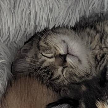 Domestic Short Hair Cats Available for Adoption in Fenton, Michigan - Bigelow | PetCurious