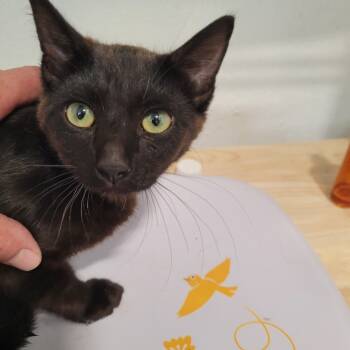 Rescue Domestic Short Hair Cats for Adoption in Belfair, Washington - Kentucky | PetCurious