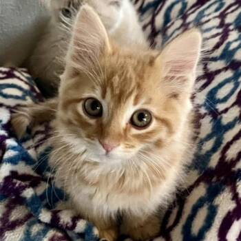 Albert -  Domestic Medium Hair Cat for Adoption in Prescott, Arizona - Albert | PetCurious