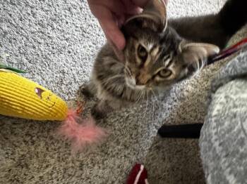 Half -  Domestic Medium Hair Cat for Adoption in Bethel Park, Pennsylvania - Half | PetCurious