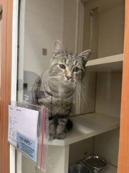 Domestic Short Hair Cats Available for Adoption - Ellie Mae | PetCurious