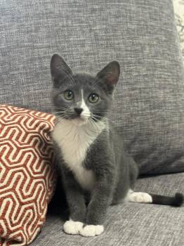 Cilantro -  Domestic Short Hair Cat Available for Adoption in Tucson, Arizona - Cilantro | PetCurious