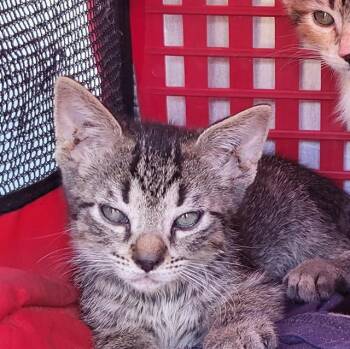 FELIX -  Domestic Short Hair Cat for Adoption in San Antonio, Texas - FELIX | PetCurious