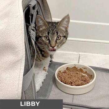 Rescue Domestic Short Hair Cats for Adoption in Toronto, Ontario - Libby | PetCurious