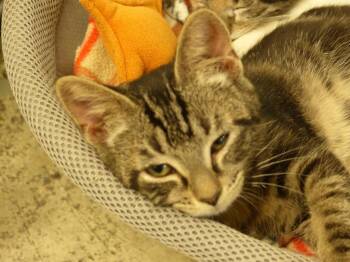 Pixel -  Domestic Medium Hair Cat for Adoption in Ogdensburg, New York - Pixel | PetCurious