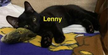 Lenny -  Domestic Short Hair Cat for Adoption in Chalfont, Pennsylvania - Lenny | PetCurious