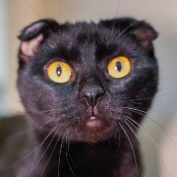 Nisha -  Domestic Short Hair Cat Available for Adoption - Nisha | PetCurious