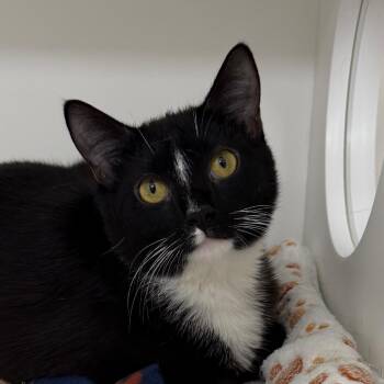 Domestic Short Hair Cats Available for Adoption in Cumming, Georgia - Arya | PetCurious