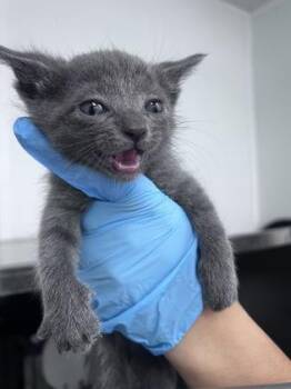 Mercedes -  Domestic Short Hair Cat for Adoption in Daytona Beach, Florida - Mercedes | PetCurious