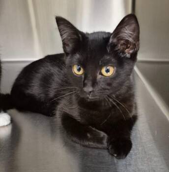 Remy -  Domestic Short Hair Cat for Adoption in Christiansburg, Virginia - Remy | PetCurious