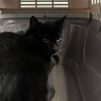 Lentil -  Domestic Short Hair Cat for Adoption in Walden, New York - Lentil | PetCurious