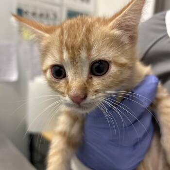Cheerios -  Domestic Medium Hair Cat for Adoption in Park City, Utah - Cheerios | PetCurious