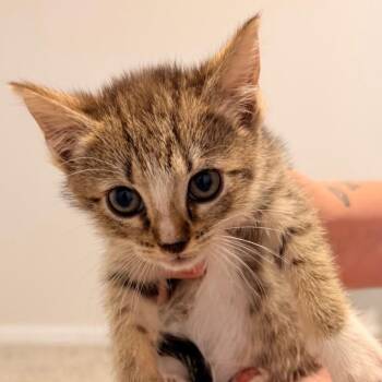 Maple -  American Shorthair Cat for Adoption in Helena, Alabama - Maple | PetCurious