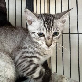 Riley -  Tabby Cat for Adoption - Riley | PetCurious