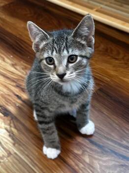Jelly (FCID# 06/23/2026 - 20) C -  Tabby and Tuxedo Cat for Adoption in Greenville, Delaware - Jelly (FCID# 06/23/2026 - 20) C | PetCurious