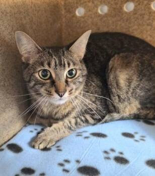 Rocket -  Domestic Short Hair Cat for Adoption in New Hope, Pennsylvania - Rocket | PetCurious