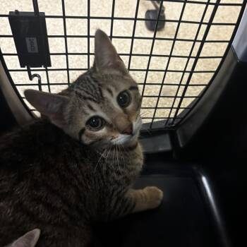 Frieda -  Domestic Short Hair Cat for Adoption in Bristol, Indiana - Frieda | PetCurious