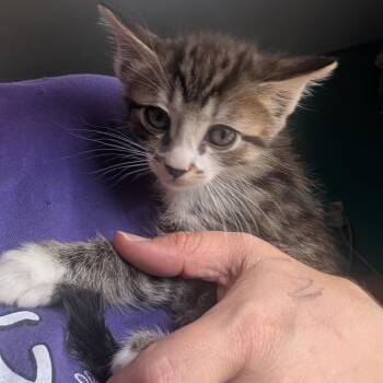 Domestic Short Hair Cats Available for Adoption in Jefferson City, Tennessee - Libby | PetCurious