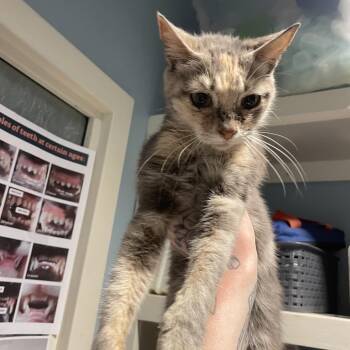 Domestic Medium Hair Cats Available for Adoption in Chattanooga, Tennessee - Bebe | PetCurious